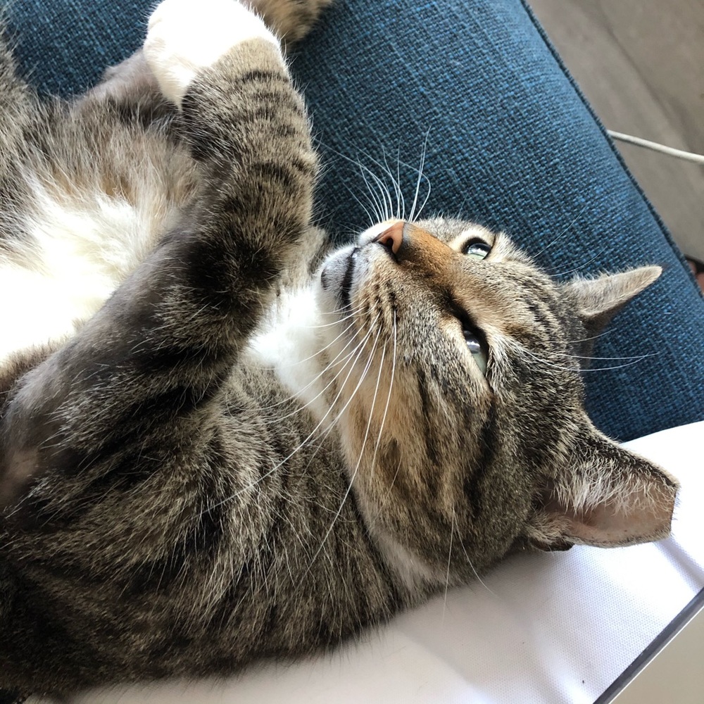 Meet your Posher, Lina